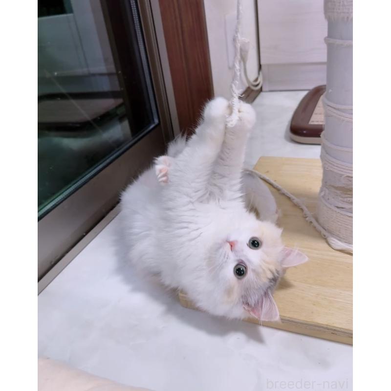 販売中の京都府のミヌエット-133227の4枚目