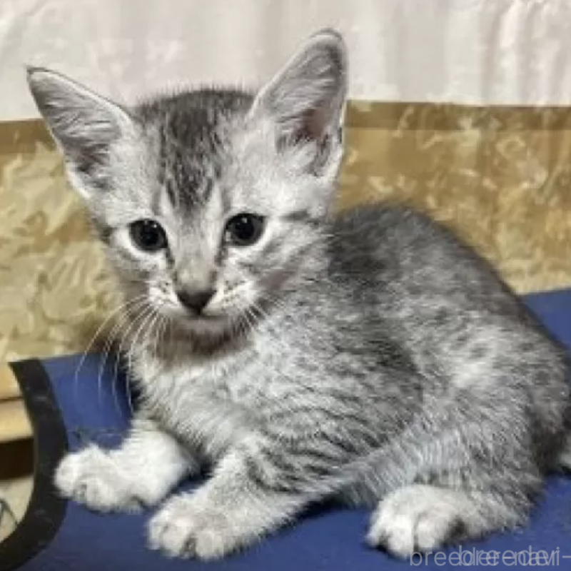 販売中の千葉県のエジプシャンマウ-139436の2枚目