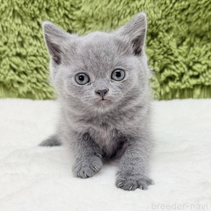 販売中の愛知県のブリティッシュショートヘア-139438の2枚目