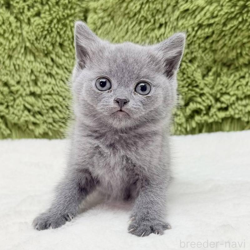 販売中の愛知県のブリティッシュショートヘア-139438