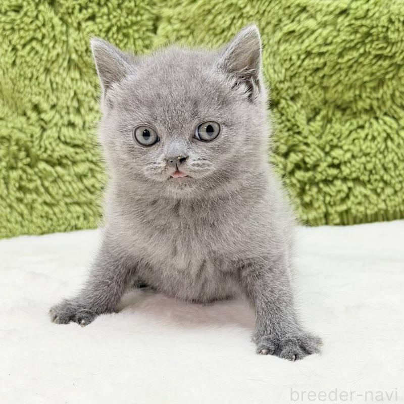 販売中の愛知県のブリティッシュショートヘア-139439