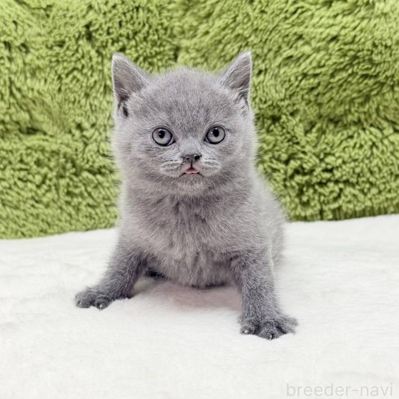 販売中の愛知県のブリティッシュショートヘア-139439の2枚目