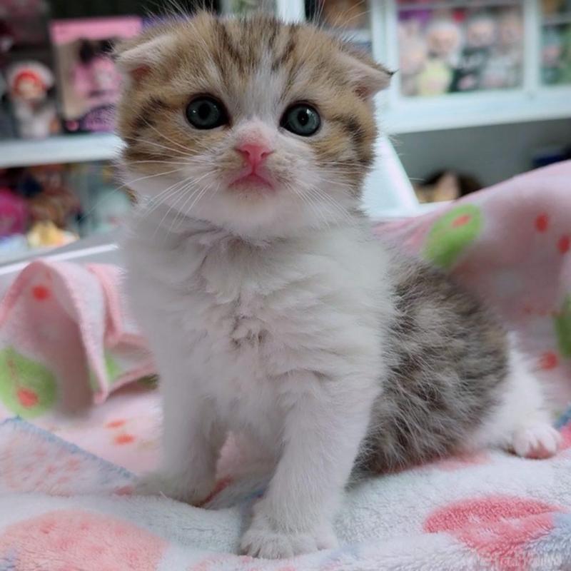 販売中の京都府のマンチカン-139442の6枚目