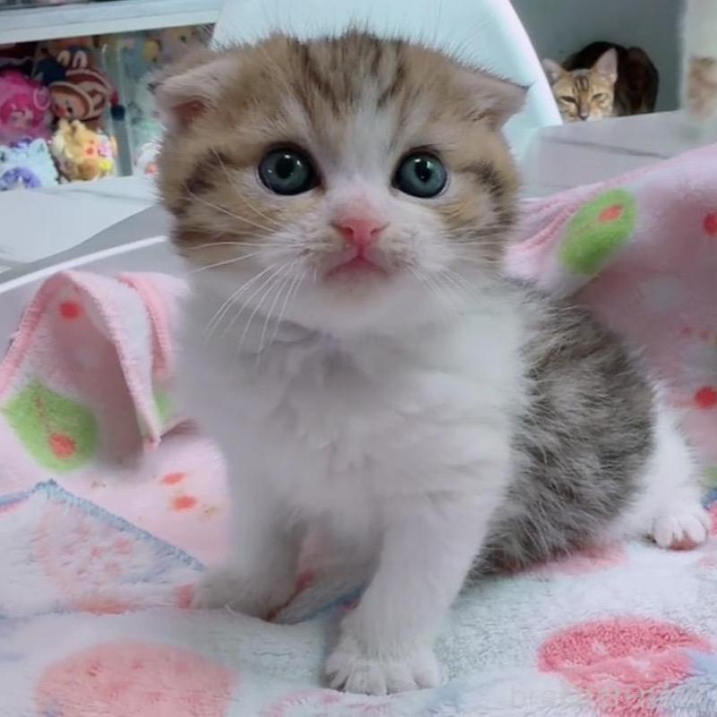 販売中の京都府のマンチカン-139442の5枚目