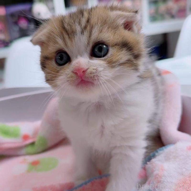 販売中の京都府のマンチカン-139442の4枚目