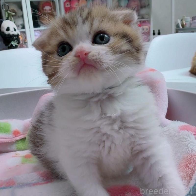 販売中の京都府のマンチカン-139442の3枚目