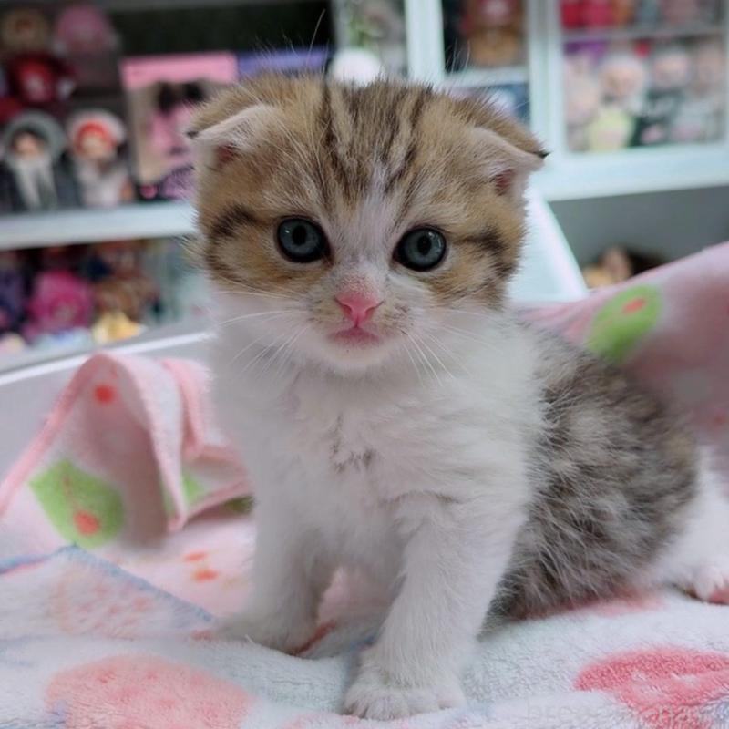 販売中の京都府のマンチカン-139442の2枚目