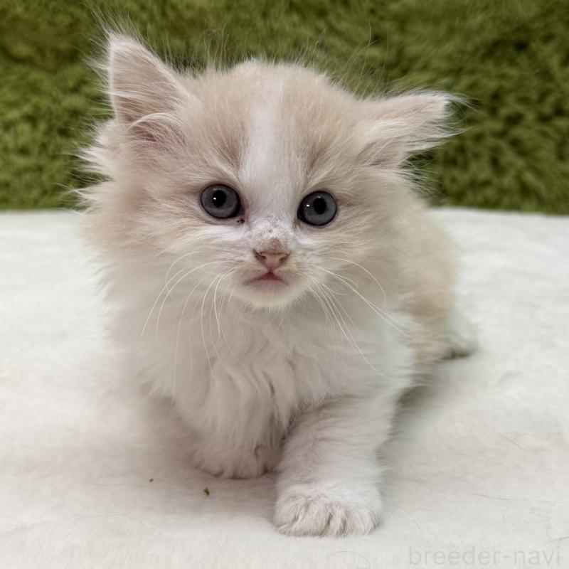 販売中の愛知県のサイベリアン-139440