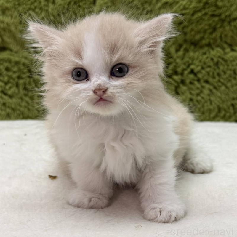 販売中の愛知県のサイベリアン-139440の2枚目