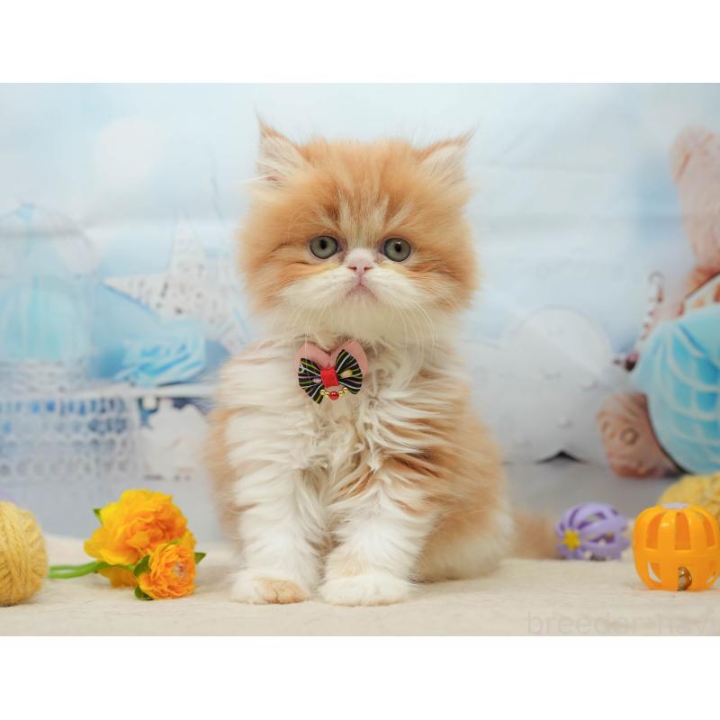 販売中ののエキゾチックショートヘア-139444