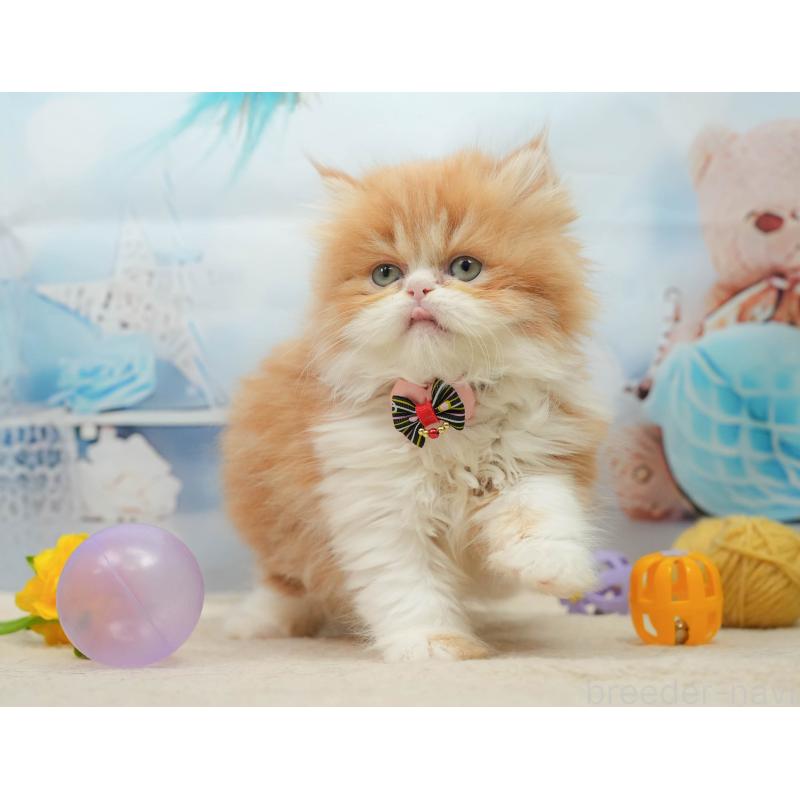 販売中の千葉県のエキゾチックショートヘア-139444の9枚目