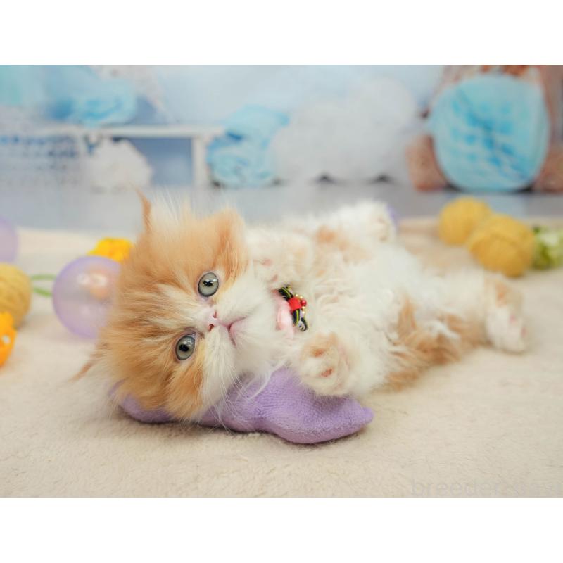 販売中の千葉県のエキゾチックショートヘア-139444の8枚目