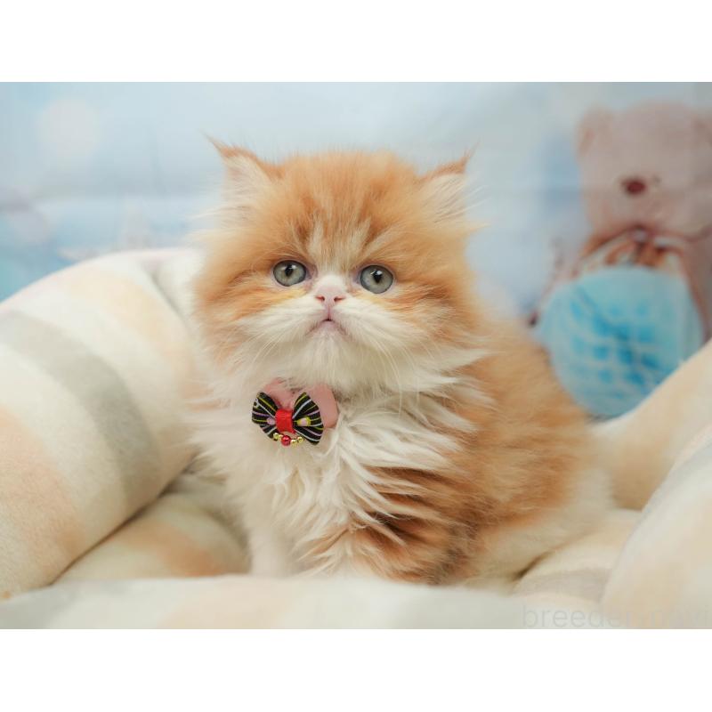 販売中の千葉県のエキゾチックショートヘア-139444の7枚目