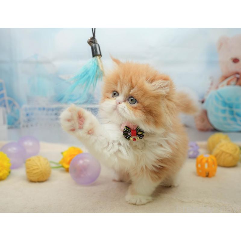 販売中の千葉県のエキゾチックショートヘア-139444の6枚目