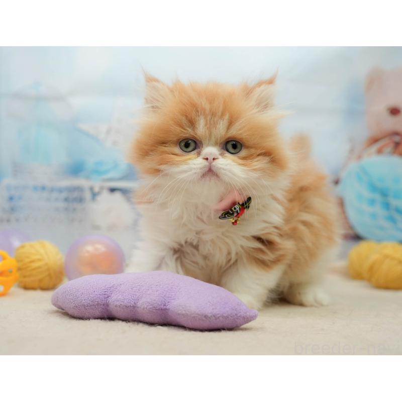 販売中の千葉県のエキゾチックショートヘア-139444の5枚目