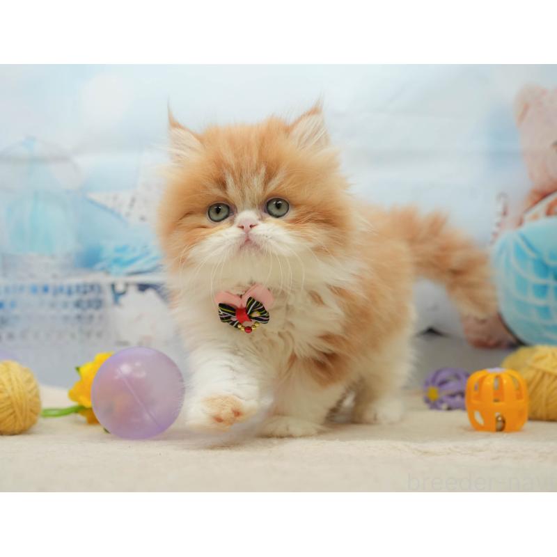 販売中の千葉県のエキゾチックショートヘア-139444の4枚目