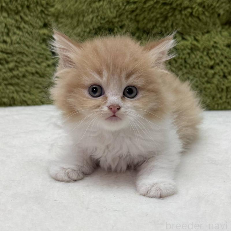 販売中の愛知県のサイベリアン-139443