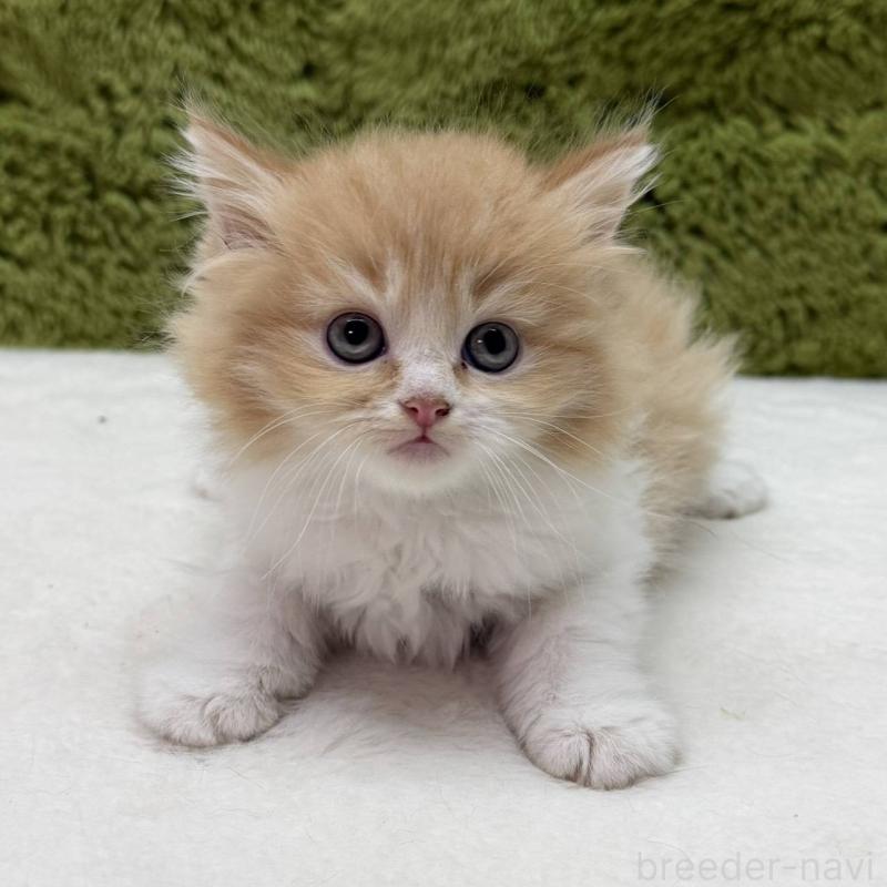 販売中の愛知県のサイベリアン-139443の2枚目