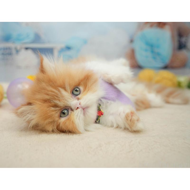 販売中の千葉県のエキゾチックショートヘア-139444の3枚目