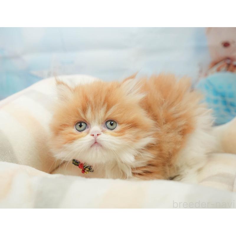 販売中の千葉県のエキゾチックショートヘア-139444の2枚目