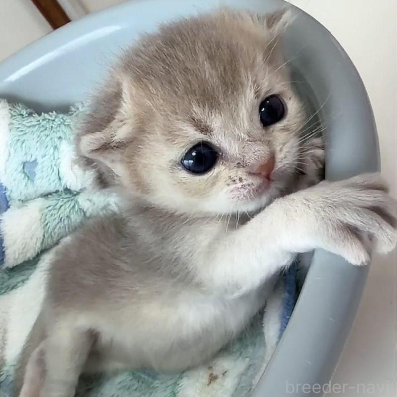 販売中の京都府のブリティッシュショートヘア-139445の6枚目