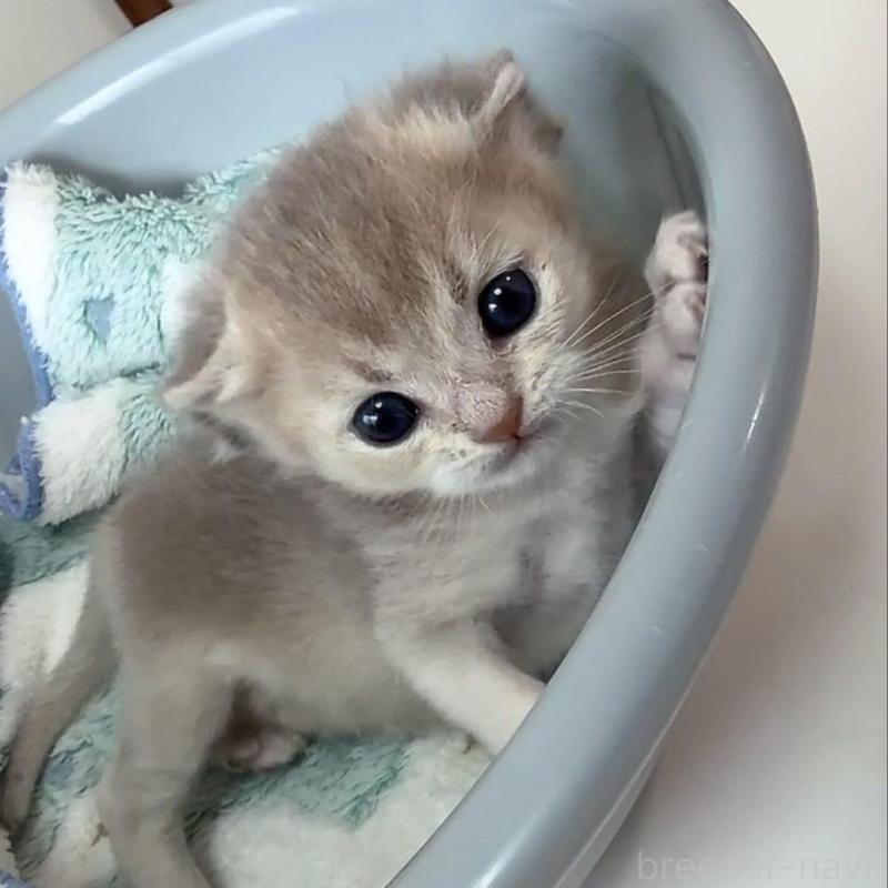 販売中の京都府のブリティッシュショートヘア-139445の5枚目