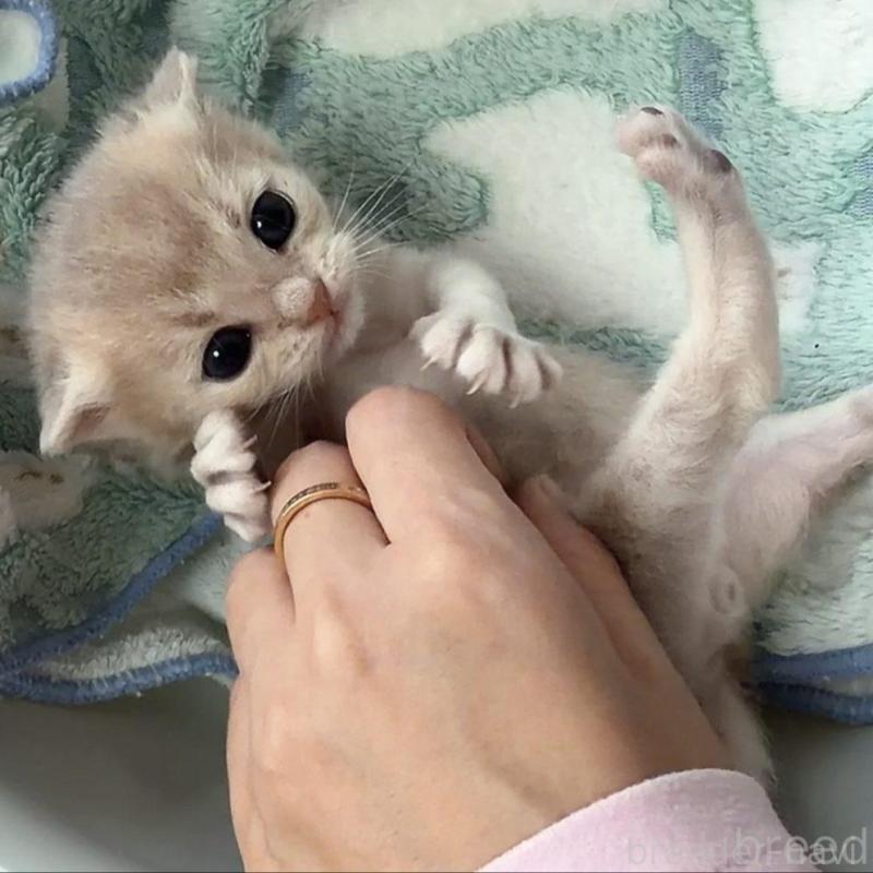 販売中の京都府のブリティッシュショートヘア-139445の3枚目