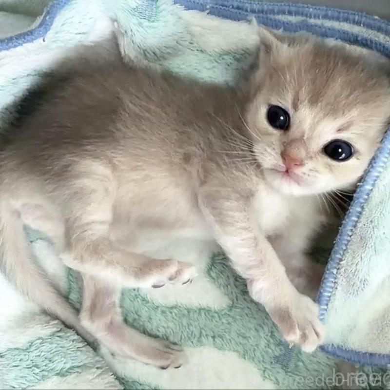 販売中の京都府のブリティッシュショートヘア-139445の2枚目