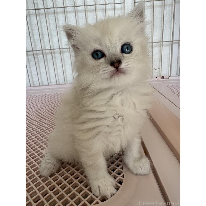 販売中の愛知県のミックス-139450の5枚目