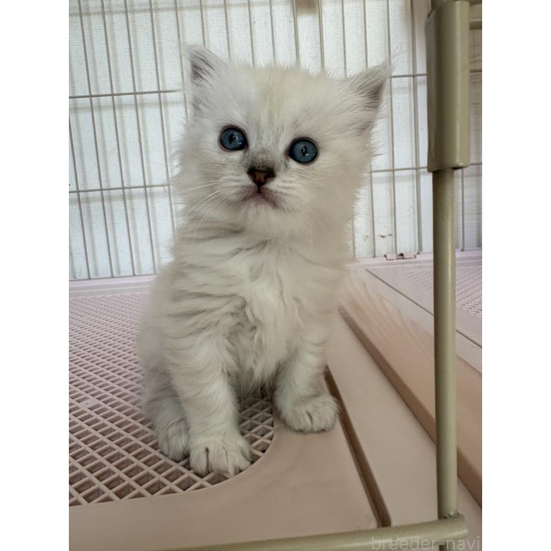 販売中の愛知県のミックス-139450の4枚目