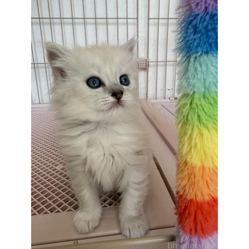 販売中の愛知県のミックス-139450の2枚目