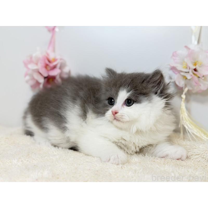 販売中の広島県のサイベリアン-139449の2枚目