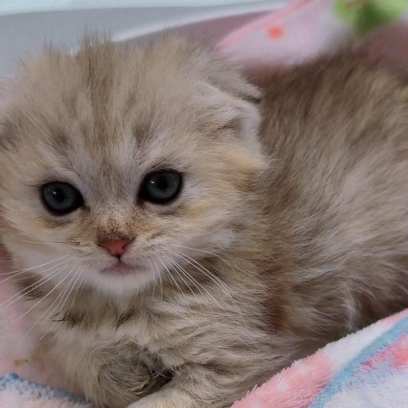 販売中の京都府のマンチカン-139451の5枚目