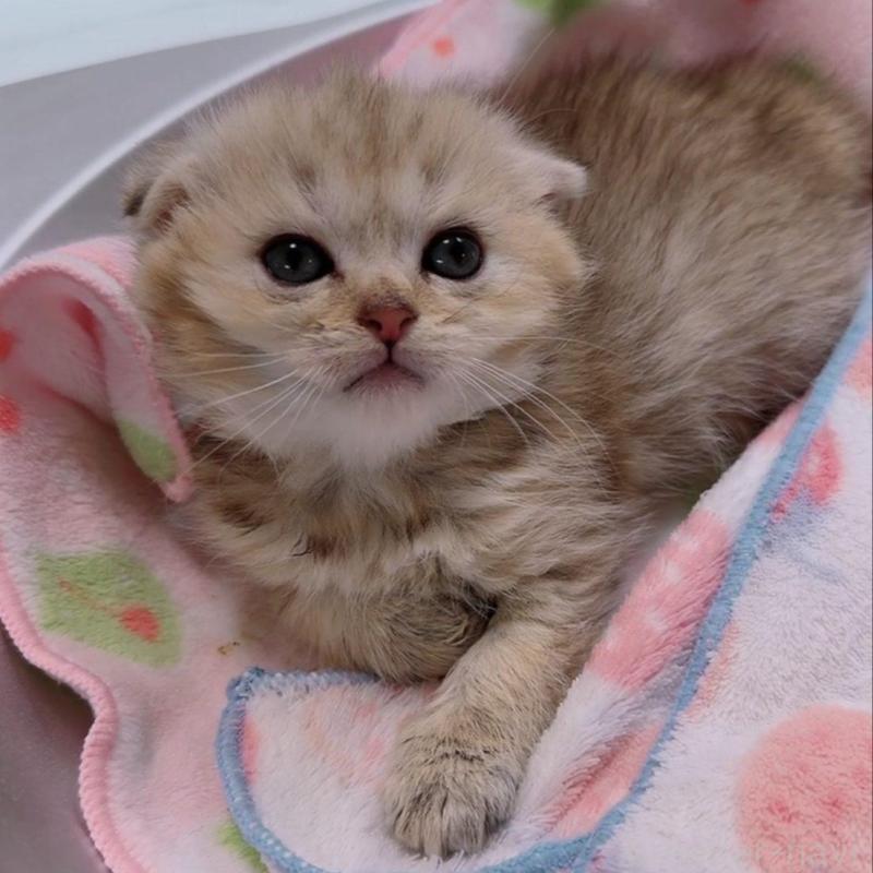 販売中の京都府のマンチカン-139451の4枚目