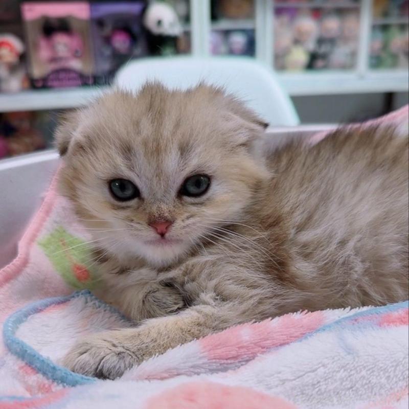 販売中の京都府のマンチカン-139451の3枚目