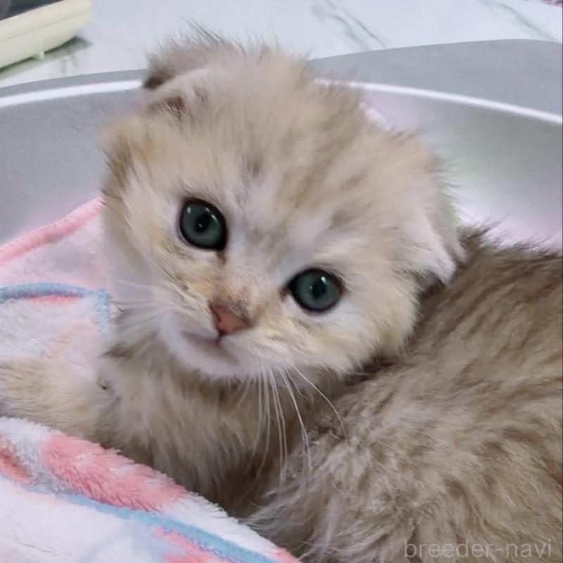 販売中の京都府のマンチカン-139451