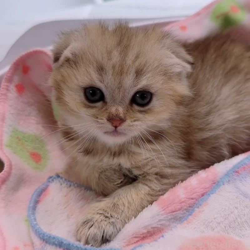 販売中の京都府のマンチカン-139451の2枚目