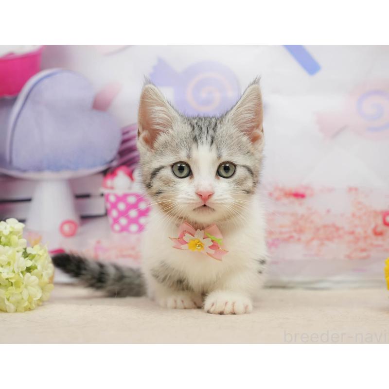 販売中の千葉県のマンチカン-139452