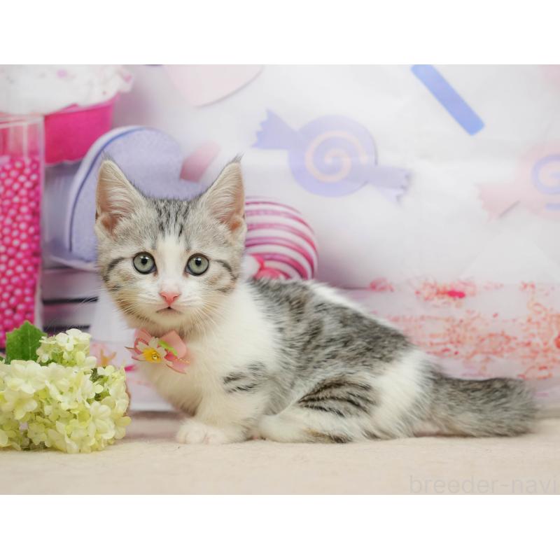 販売中の千葉県のマンチカン-139452の10枚目