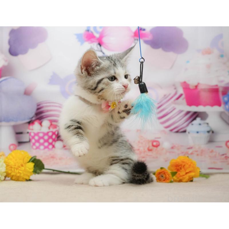 販売中の千葉県のマンチカン-139452の8枚目