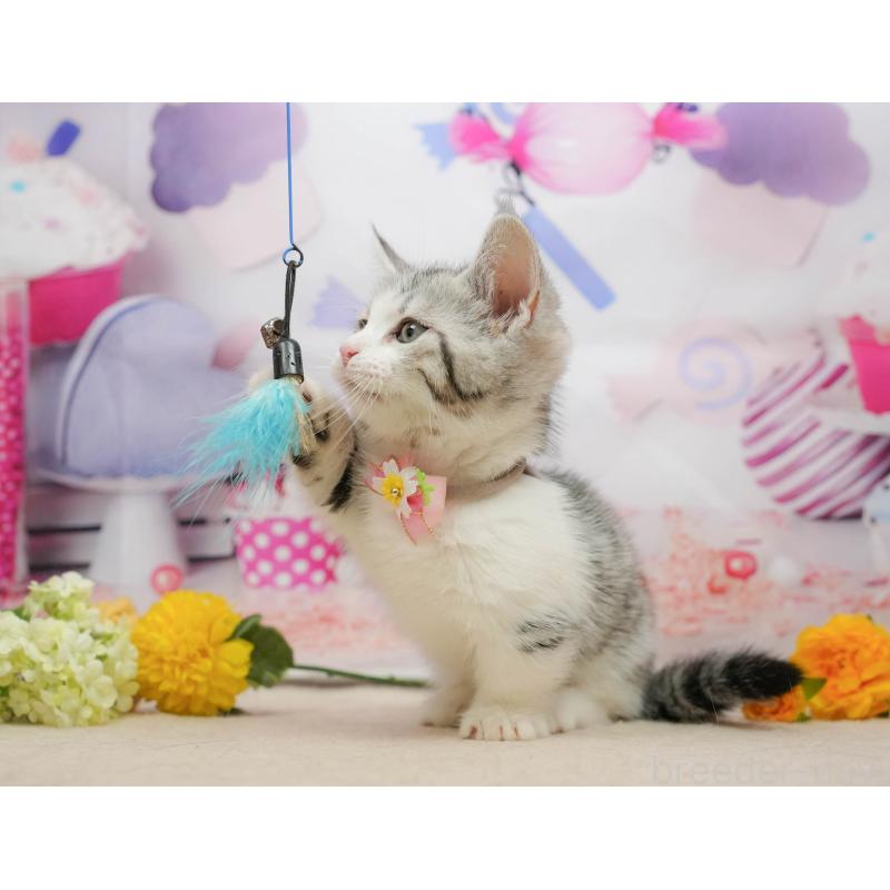 販売中の千葉県のマンチカン-139452の7枚目