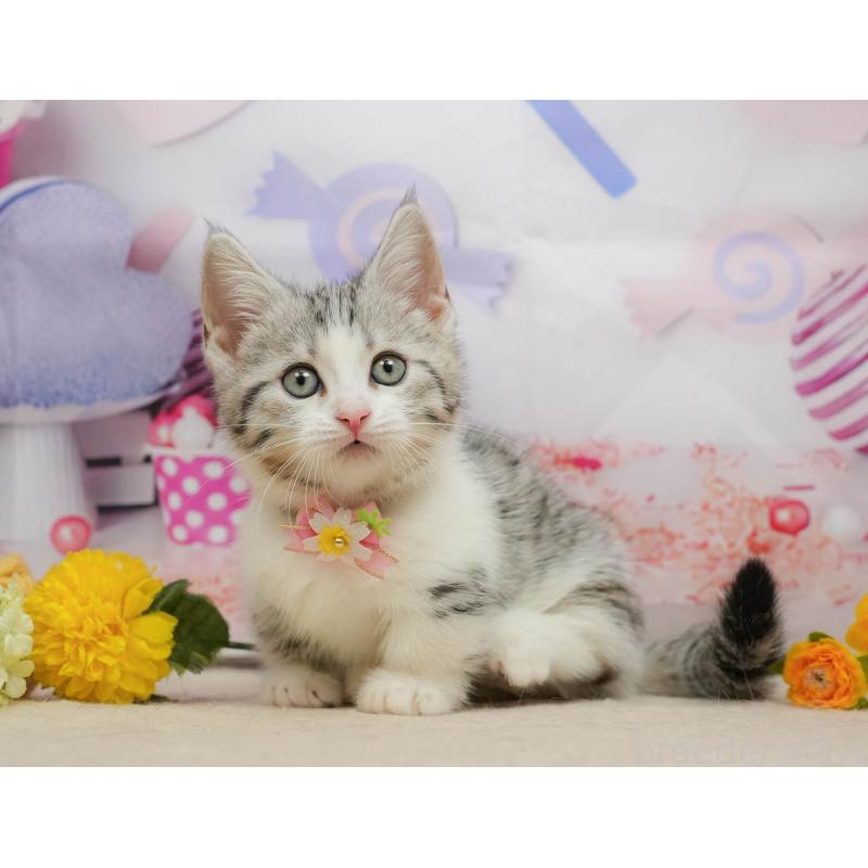 販売中の千葉県のマンチカン-139452の5枚目