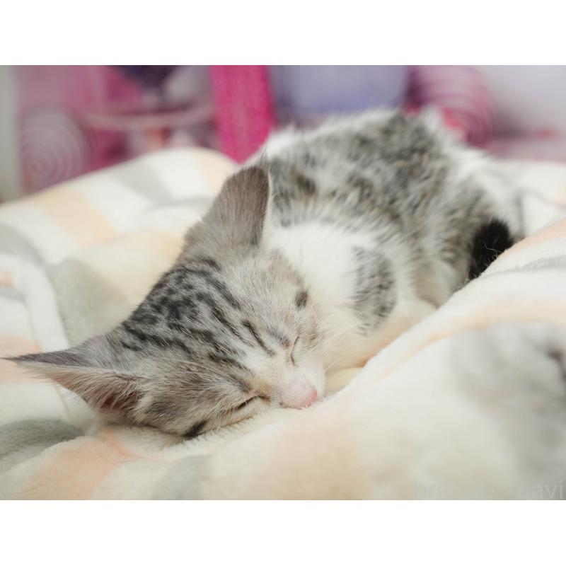 販売中の千葉県のマンチカン-139452の2枚目