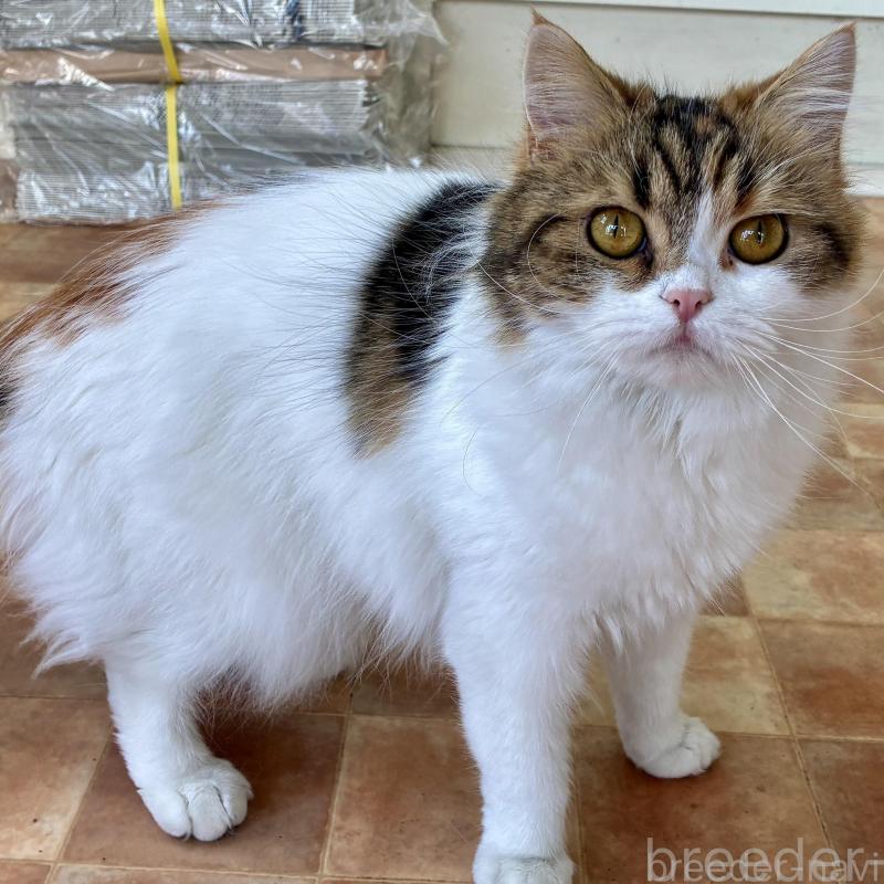 販売中の滋賀県のスコティッシュフォールド-139454の1枚目