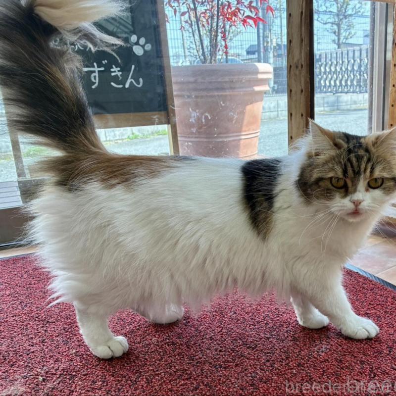 販売中の滋賀県のスコティッシュフォールド-139454の2枚目