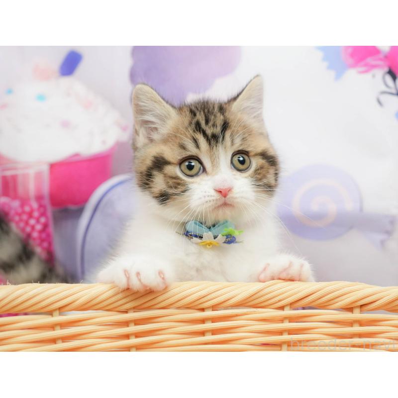 販売中の千葉県のマンチカン-139456の11枚目