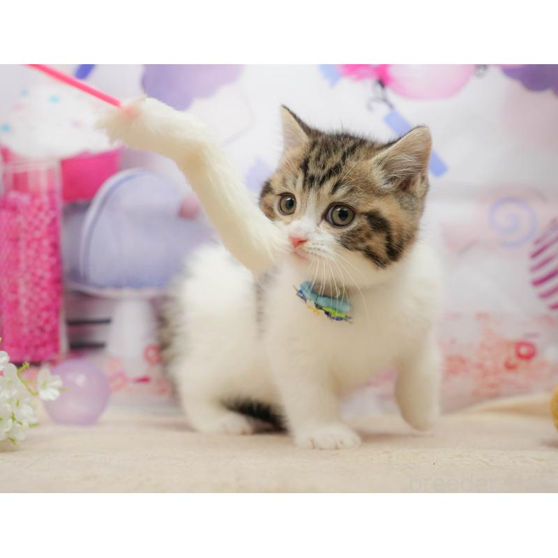 販売中の千葉県のマンチカン-139456の9枚目