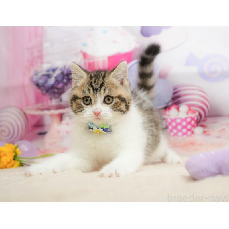 販売中の千葉県のマンチカン-139456の8枚目