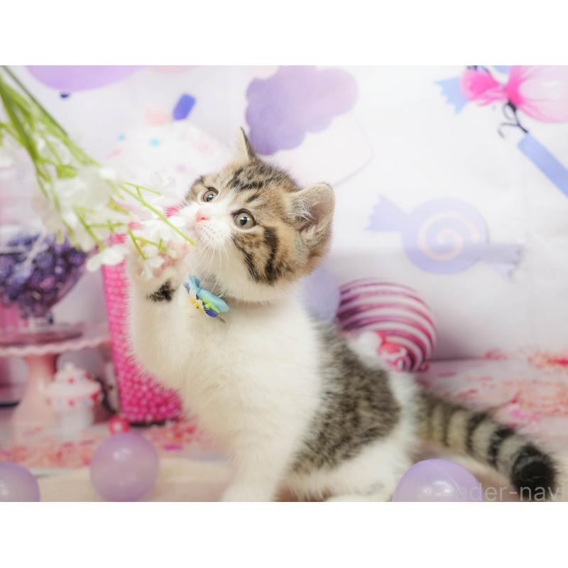 販売中の千葉県のマンチカン-139456の7枚目