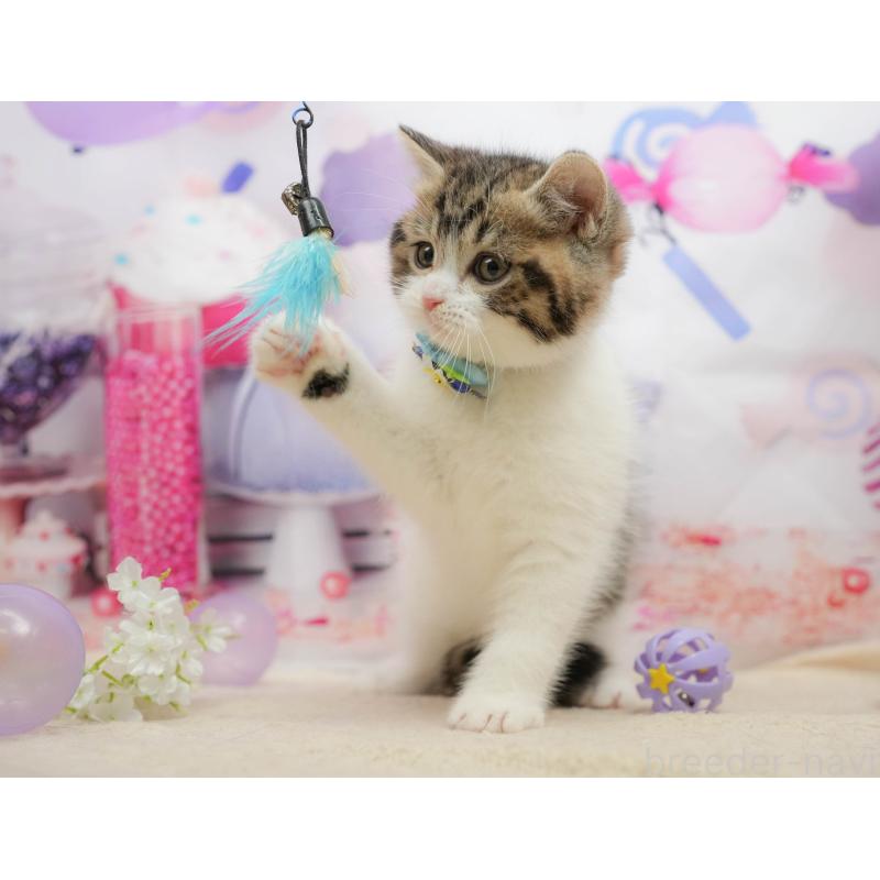 販売中の千葉県のマンチカン-139456の6枚目